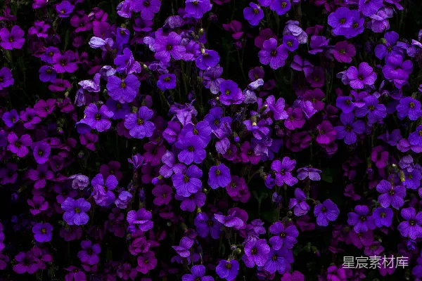 高清摄影 紫色的花瓣花