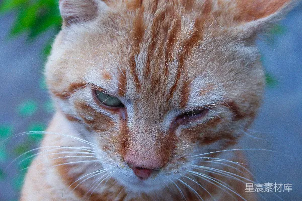 一只猫坐在桌子旁的特写镜头