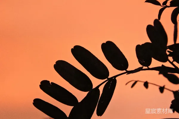 一幅植物轮廓影映衬在橙色的天空中