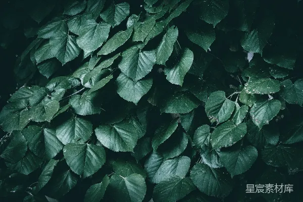 一棵绿植的特写镜头，叶片清晰可见。