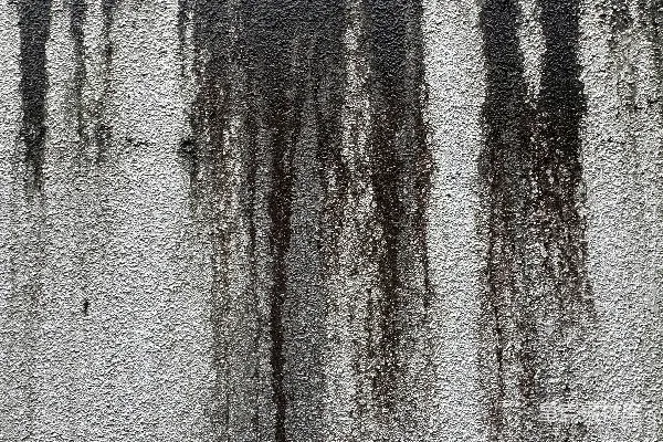 高清摄影 一张黑白照片，墙上画有树木的图案。