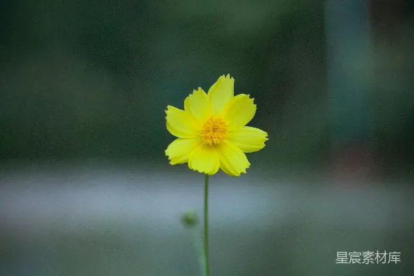 一枝黄花插在花瓶里