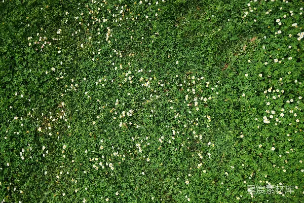 高清摄影 一片草地，上面开满了小白花。