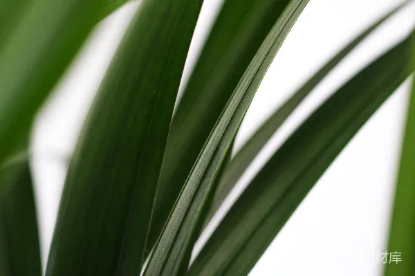 一棵植物的特写镜头，叶片为绿色。