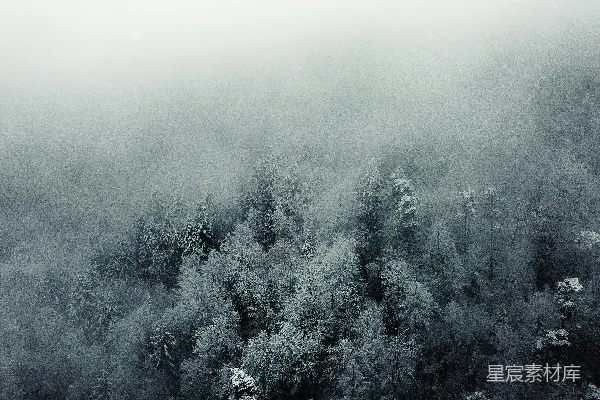黑白照片中覆盖着白雪的树木
