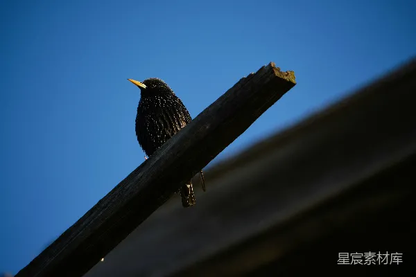 枝头的一只鸟儿