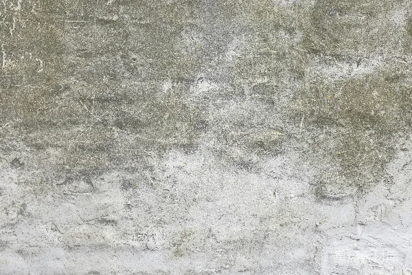 高清摄影 一堵石头墙的特写，墙上长出了一株植物。