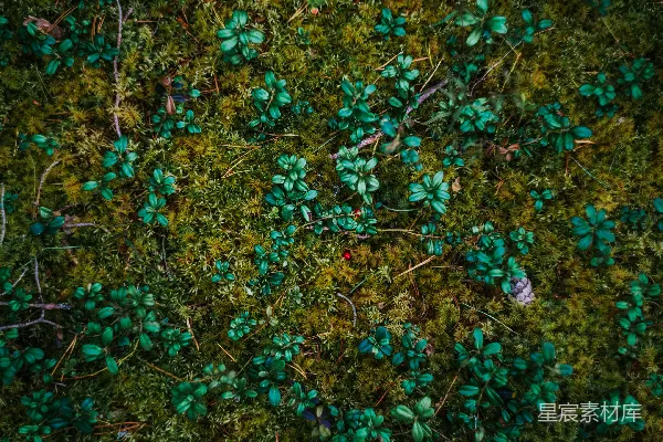 一张特写镜头下的绿色草地片段