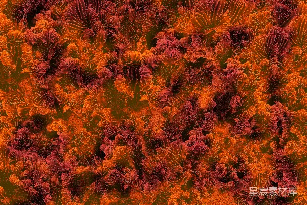 高清摄影 一幅非常色彩丰富的植物群景。