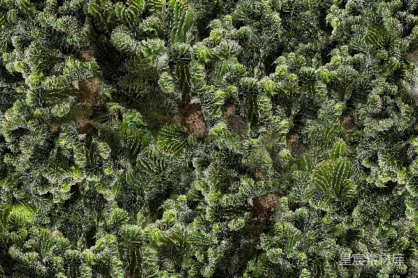 高清摄影 一株绿色叶子繁多的植物的特写。