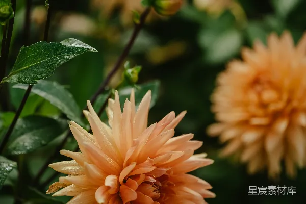 一束黄色的花朵