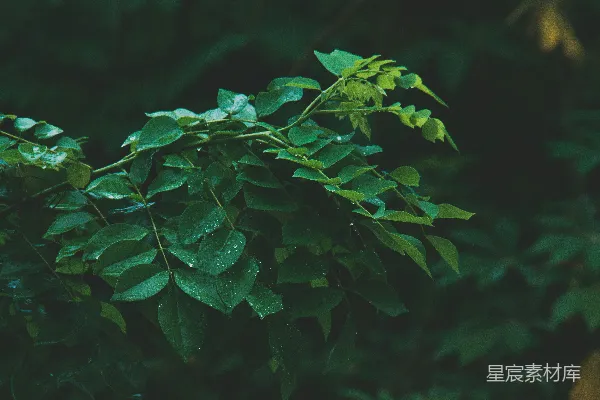 一只鸟栖息在树杈上