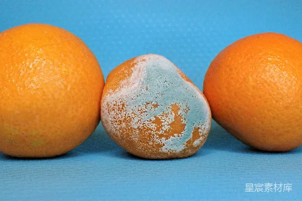 蓝底上的三个橙子和一个鸡蛋