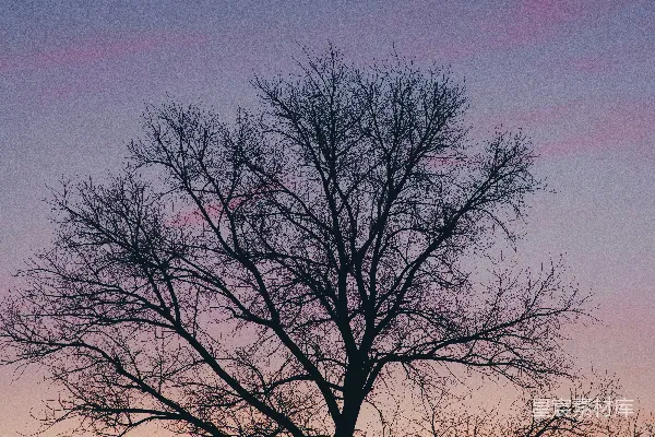 树影在夕阳的天空中裸露无遗。