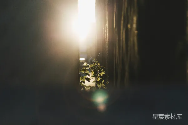 洛杉矶一条小巷中的太阳耀斑与植物