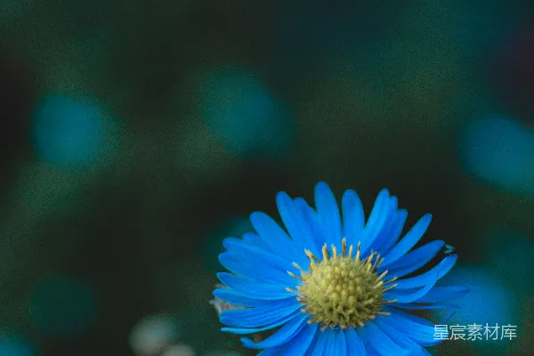 蓝色花朵上有一只蜜蜂
