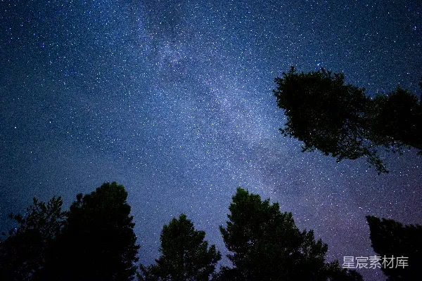 夜空布满了星星和树木
