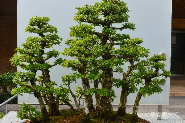 盆中展出的一棵 bonsai 植物
