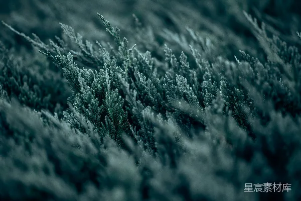 高清摄影 一张雪覆盖的地面上的特写照片