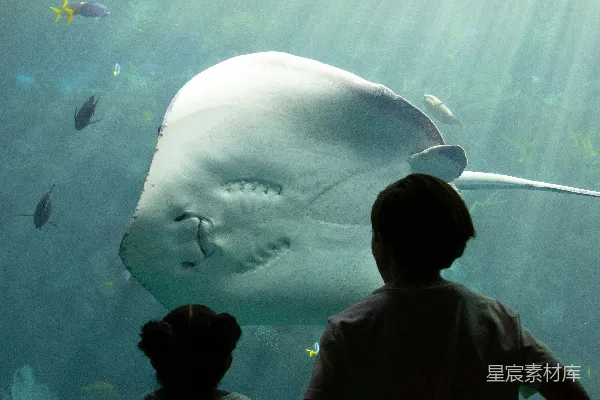 两个孩子正在观看水族馆里的大鱼。