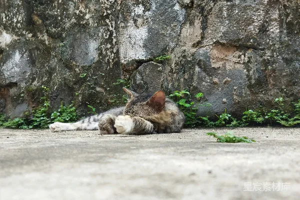 地上躺着的一只猫