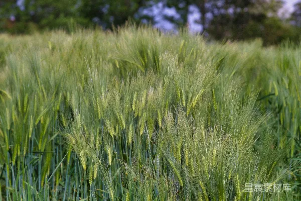 白天的绿草 fields
