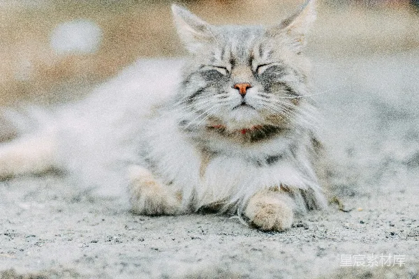 地上躺着的一只猫
