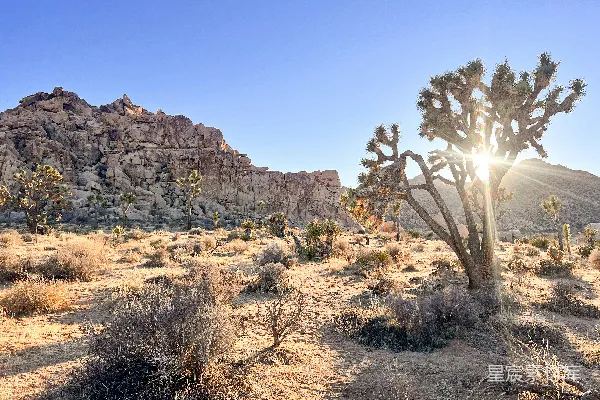 沙漠中的雅各树沐浴在阳光下
