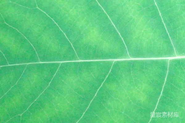 高清摄影 绿色和白色的瓷砖表面