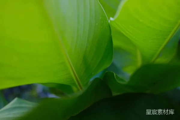 绿叶近景摄影