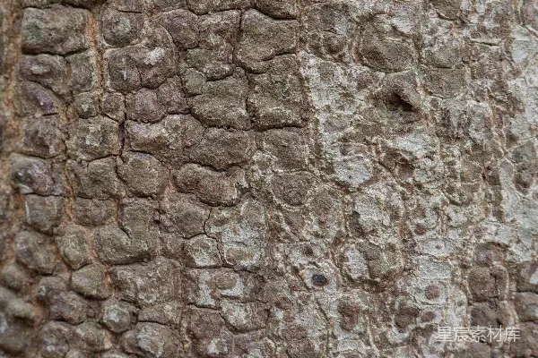高清摄影 粗糙树皮的特写纹理