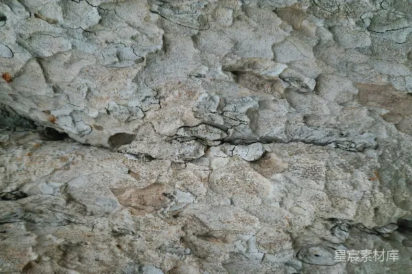 高清摄影 岩石上的鸟的特写