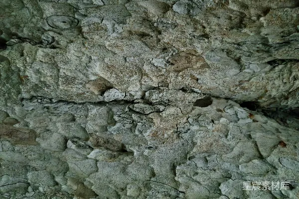 高清摄影 岩石墙上有一只鸟的特写。