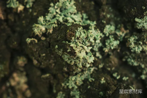 高清摄影 一张苔藓覆盖的表面的特写照片