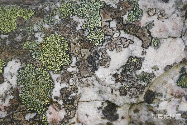 高清摄影 生长在岩石上的绿色和灰色地衣