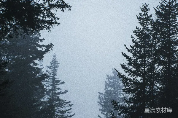 满是树木的雾林
