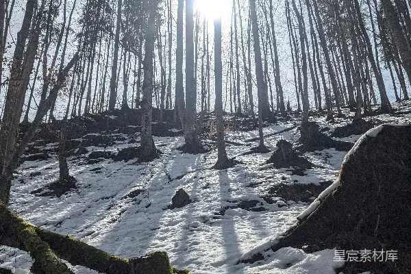 一条融雪的小溪和树木
