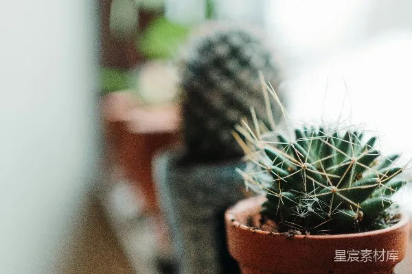 绿色仙人掌植株置于棕色陶盆中