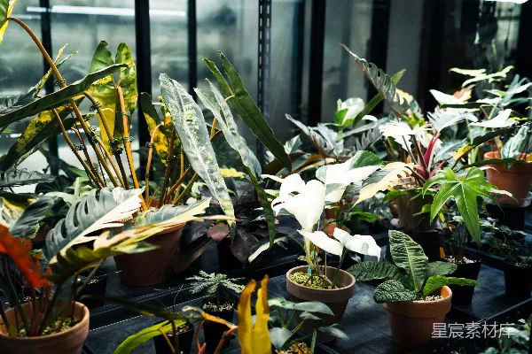 各种盆栽植物在架子上的荧光灯下茁壮成长。