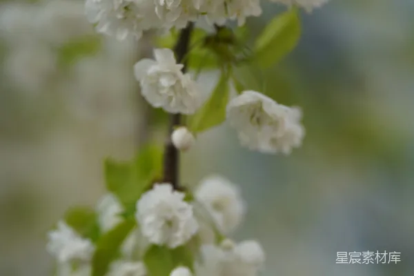 带有白色花朵和绿色叶子的枝条