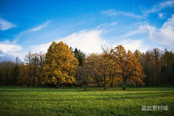 秋树掩映于萋萋绿草间，蓝天作背景。