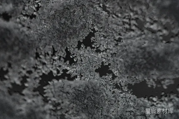 高清摄影 白天的白绿色植物