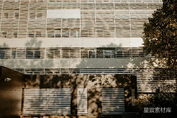 建筑一侧树的影子