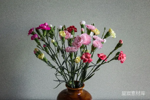 粉红色的花瓣花