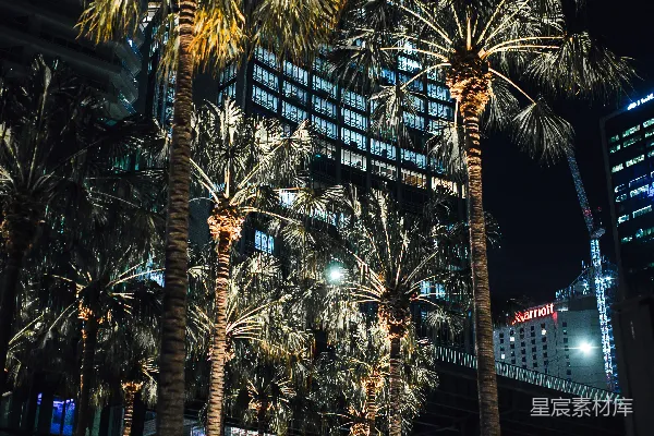 城市里夜晚闪耀的棕榈树