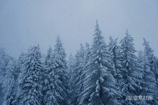一群覆盖着白雪的树木在有云的天里