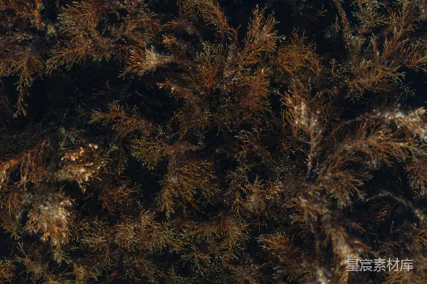 高清摄影 一张火焰的特写照片