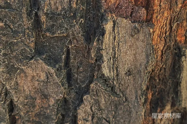 高清摄影 一张树木树皮的特写图