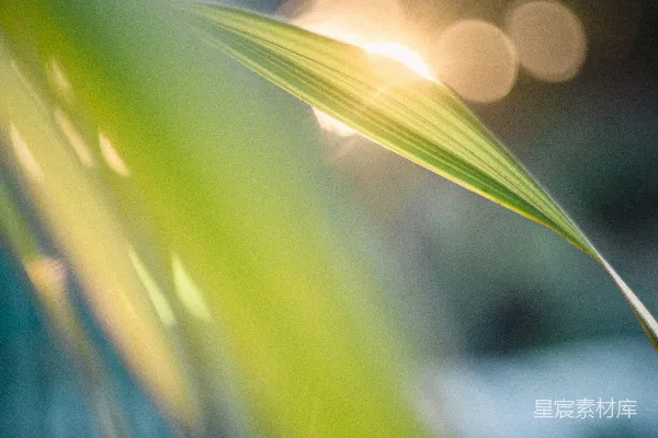 一张植物的特写镜头，背景模糊。