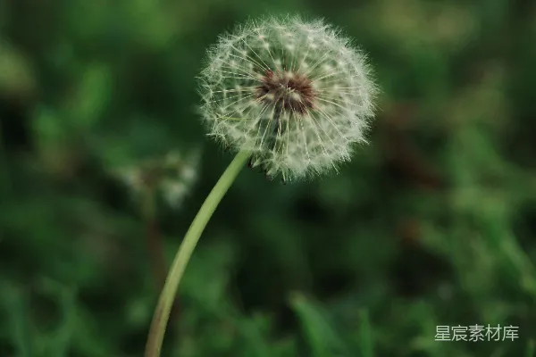 白花酢浆草的特写摄影
